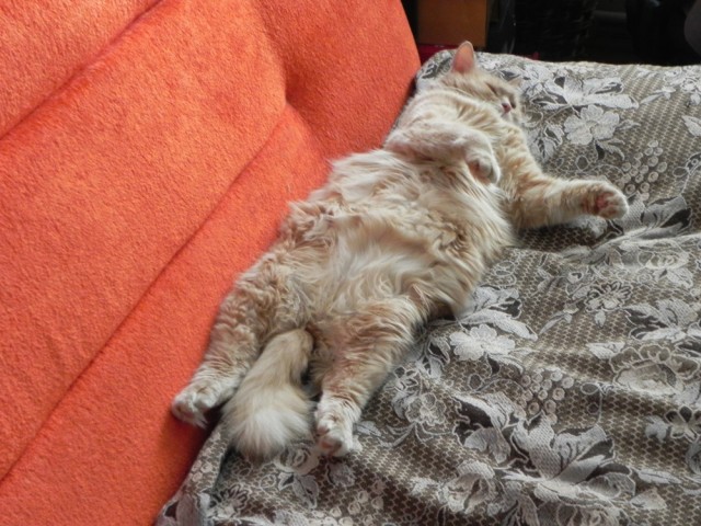 Котовторник 29.05.2012