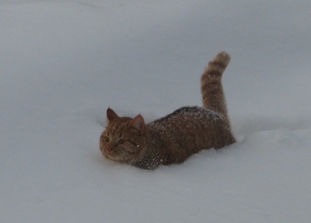 Кот впервые увидел снег
