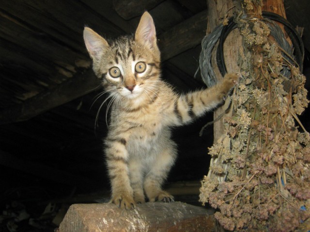 Котовторник  14.08.2012.