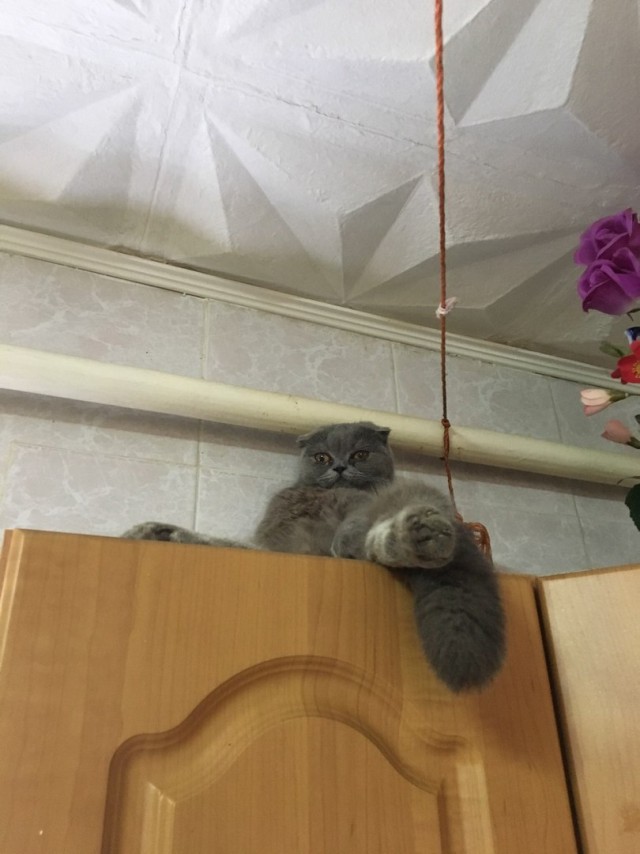 Забавные фото котеек