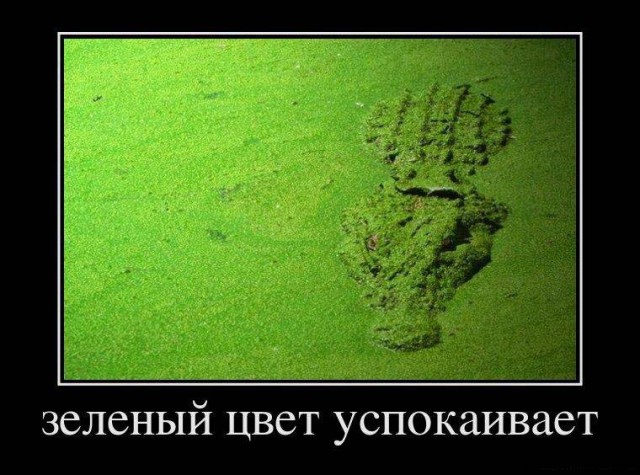 Дурацкие картинки