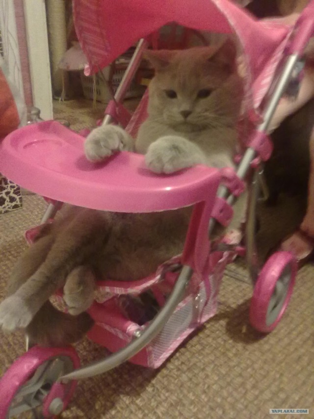 Котовторник 29.01.2013