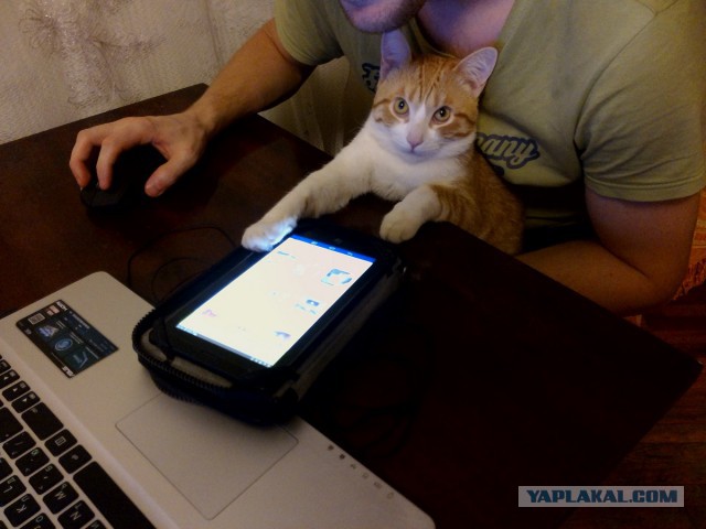 С Днём кошки!