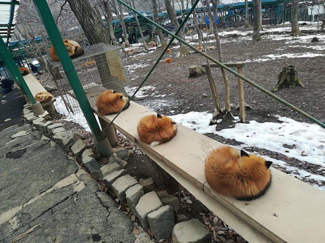 Живность из сети