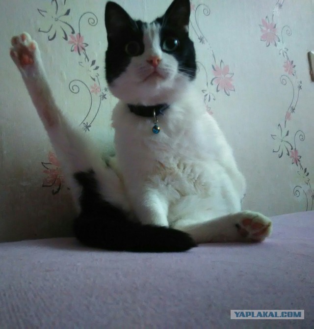 Картинки с котами и про котов