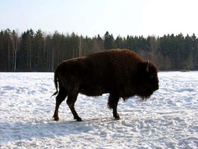 Живность из сети