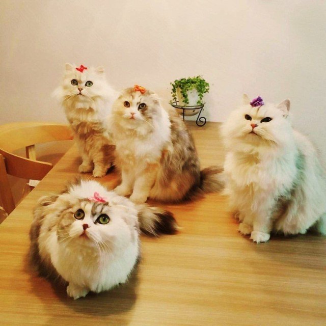 Забавные картинки с котами из сети