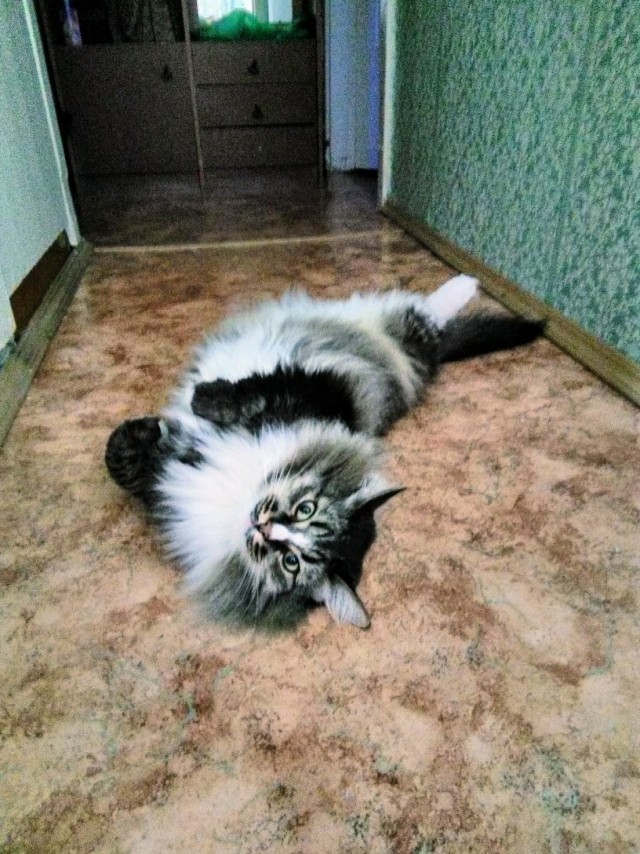 Забавные картинки с котами из сети
