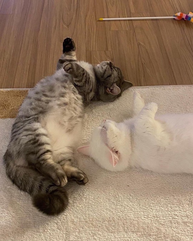 Коты из сети