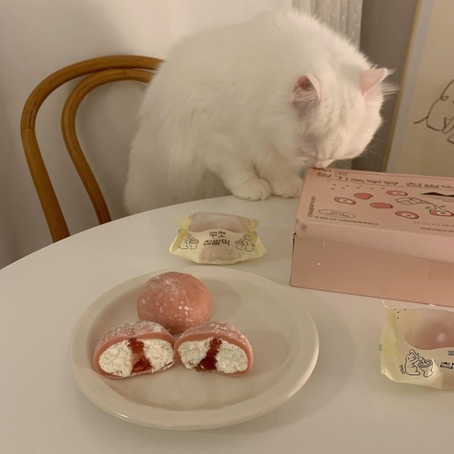 Коты из сети