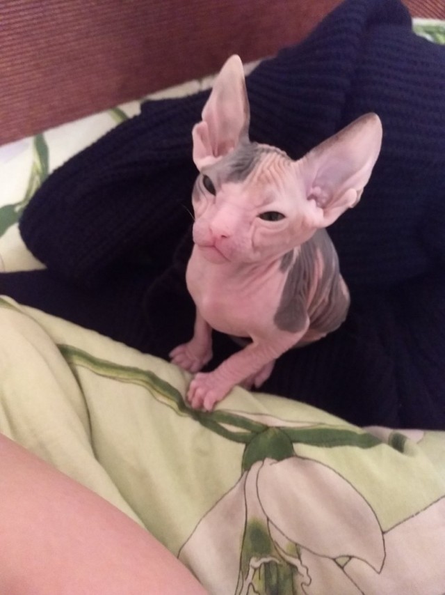 Котофеев пост