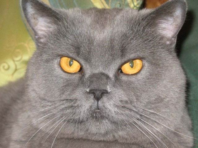 Котофеев пост