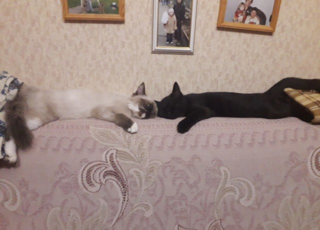 Британия VS Таиланд