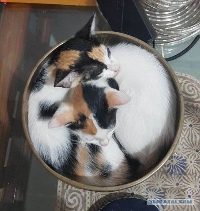 Котовторник?! Коты во вторник!