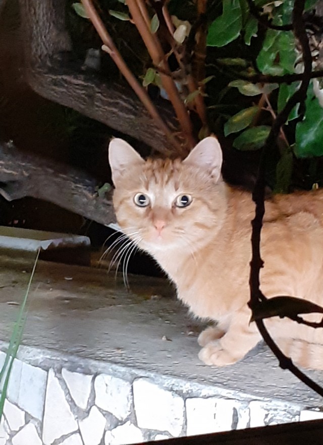 Кот с самым недовольным лицом
