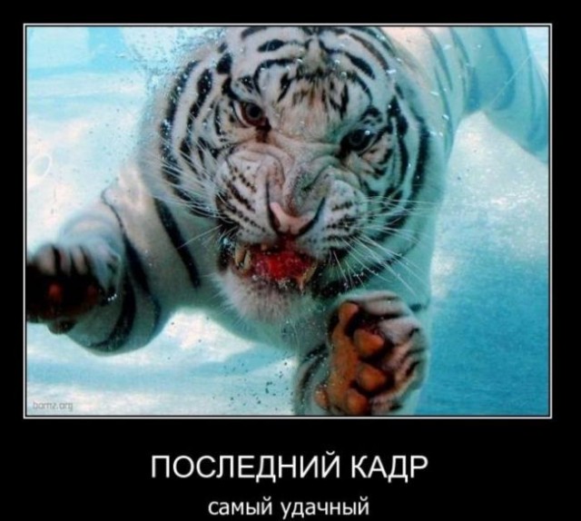 Подборка баянистых картинок