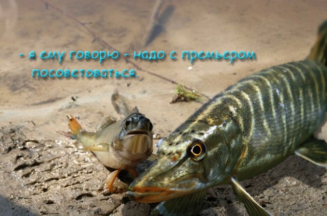 Фотожаба: "Чо?"