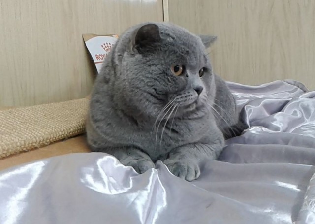 Подборка забавной живности