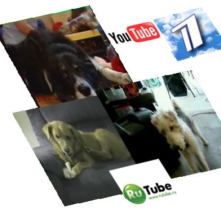 Самая умная vs. Самая глупая СОБАКА В МИРЕ!