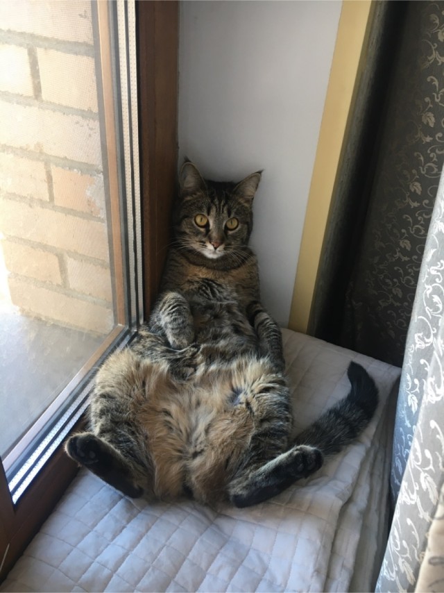 Котовторник. Добавляйте своих