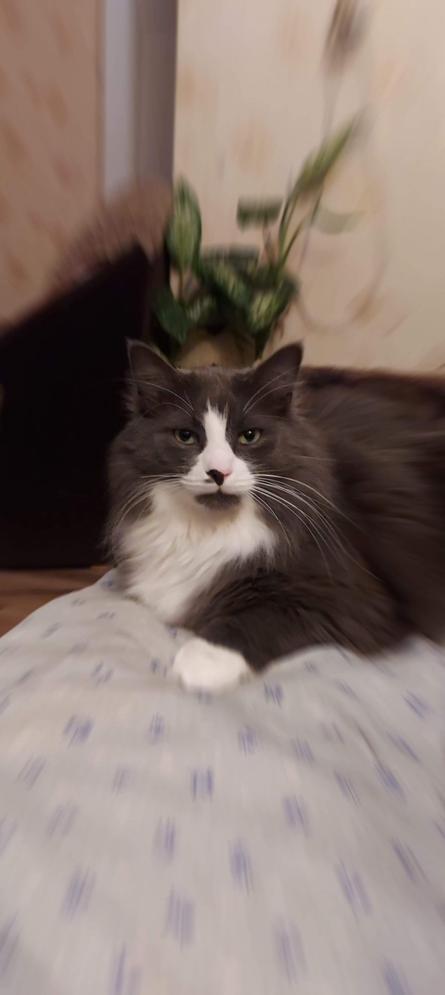 Котовторник 09.02.21. Свежие котики от Нарвского.