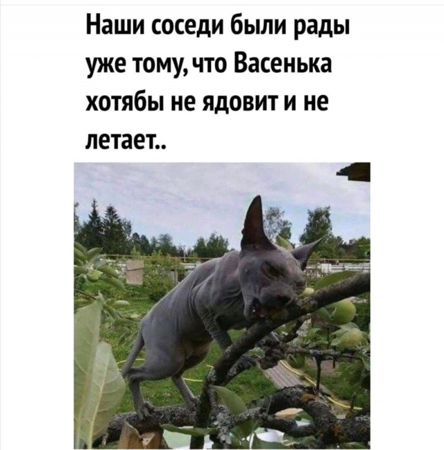 Какая милая няшка