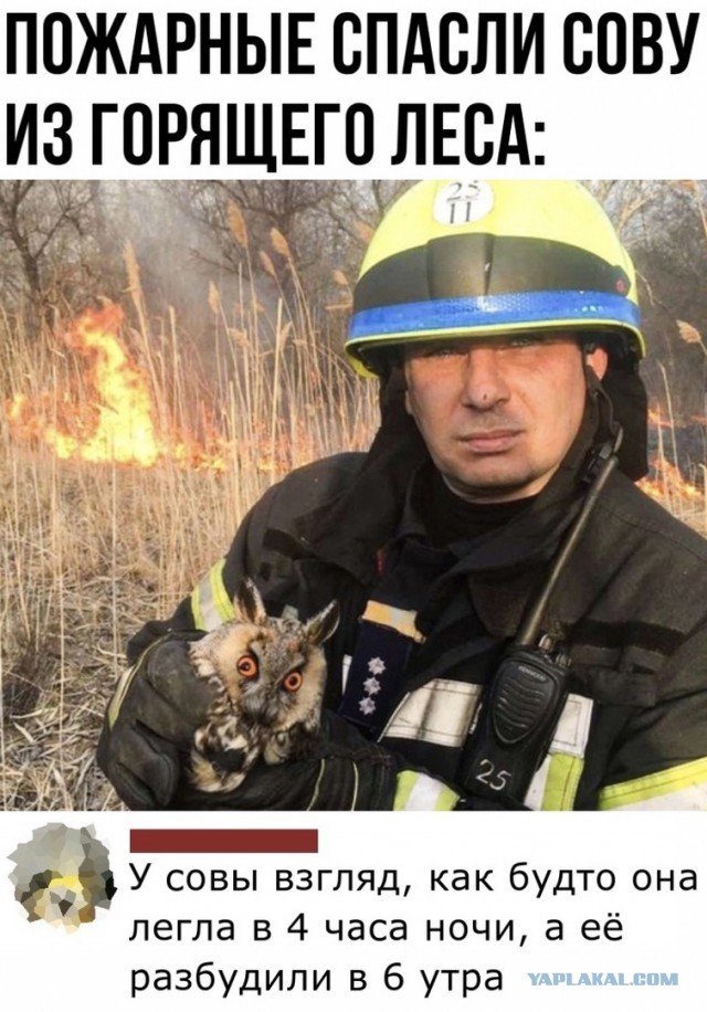 Сильный и независимый