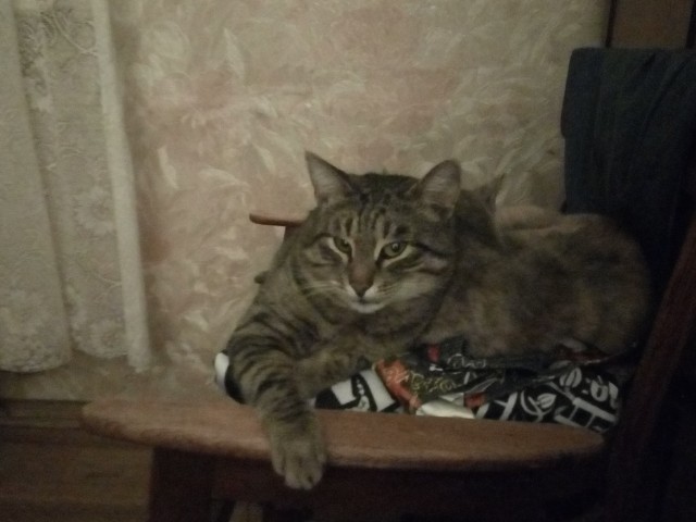 С котовторником!