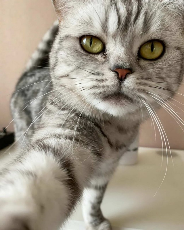 Разные котики