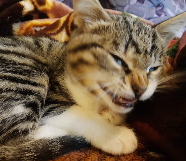 Мой самый первый КОТовторник!