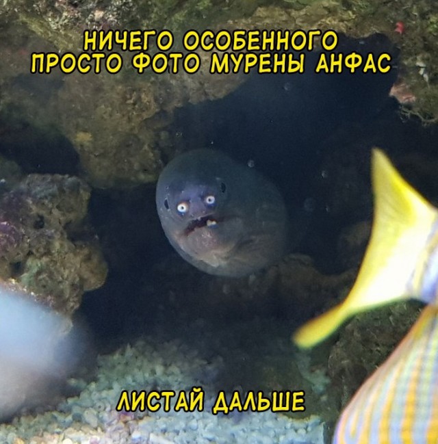 Весёлый полтишок 26.09