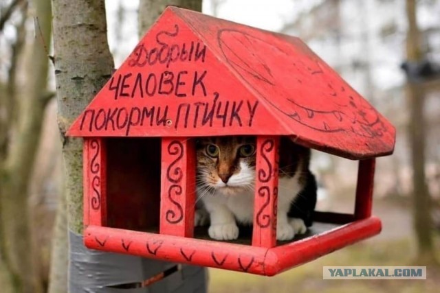 Татьяна Черниговская: Мозг мужчины отличается от мозга женщины