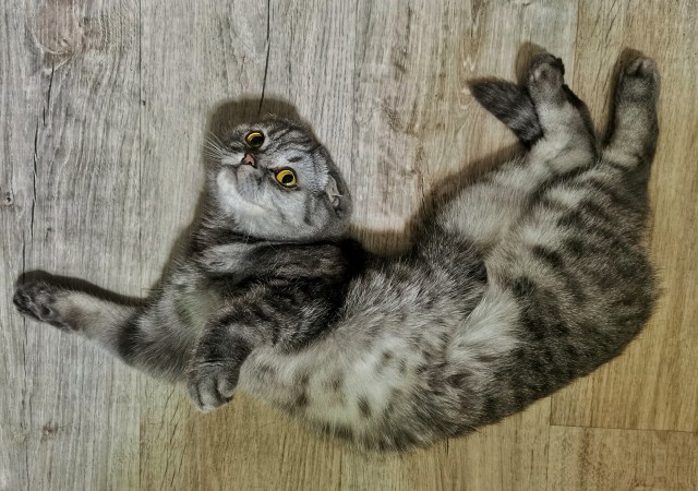 Котовторник 21.12.21