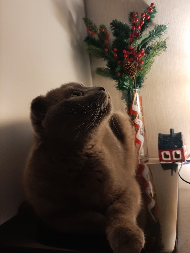 Котовторнику посвящается