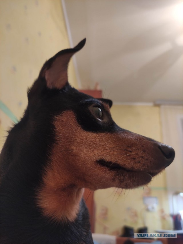 Собачий четверг же