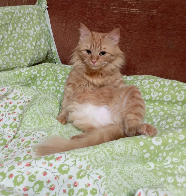 А ваши котейки че счас делают?