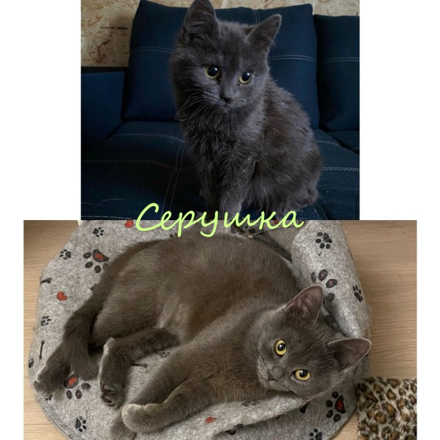 Жизнь домашнего приюта "Котоленд" 331