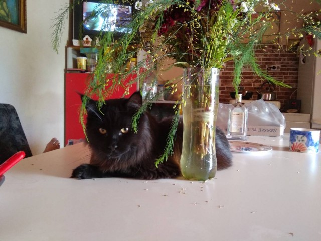 Котовторник ведь начался!
