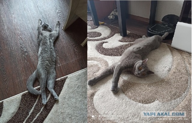 Они для нас - страница в жизни... Котовторник.