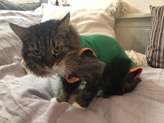 Александра к котовторнику!