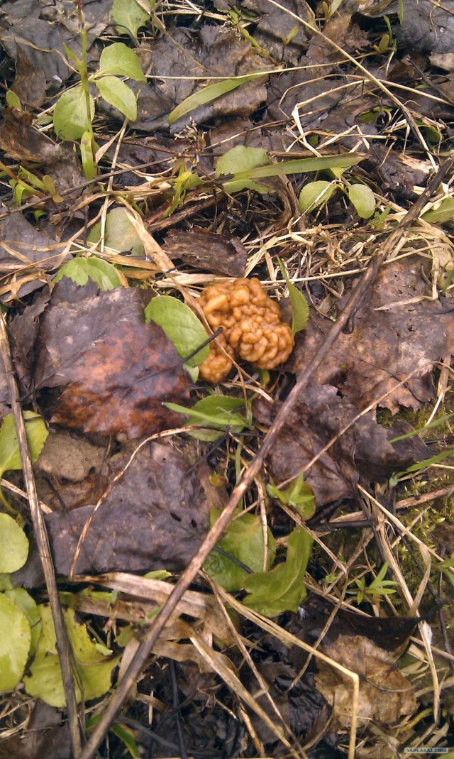 Поход за грибами