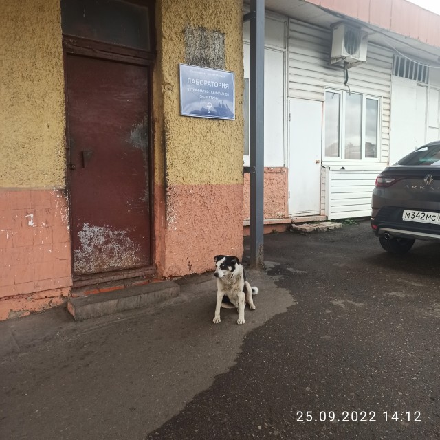 Старенького лабрадора обнаружили привязанным к лавочке возле приюта на Машкинском шоссе в Москве