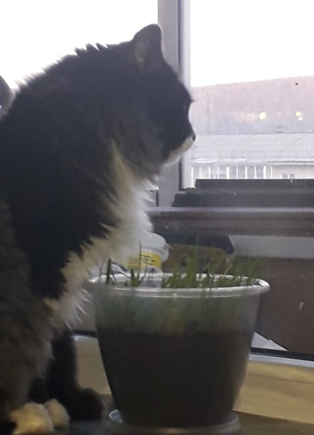Котёнок Батон приветствует ЯПовцев