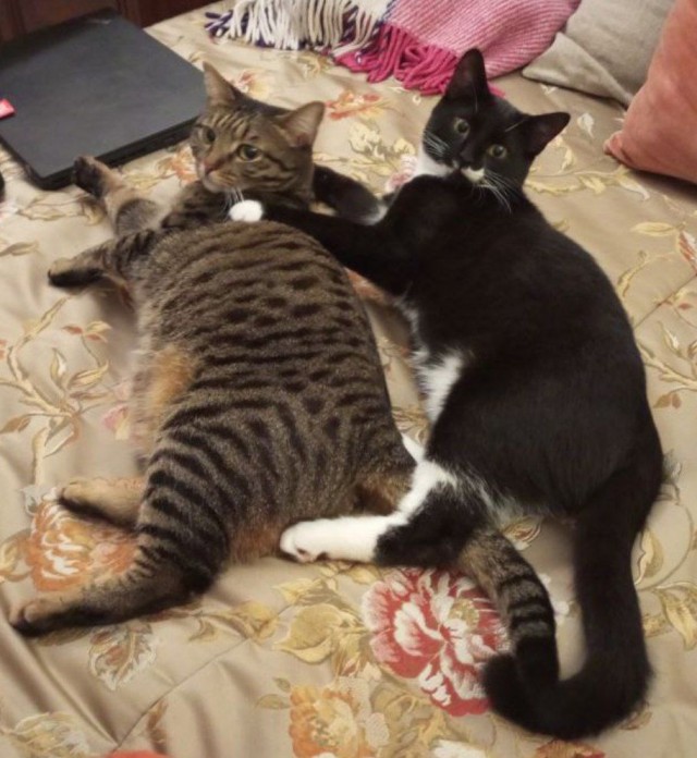 Котовторник 1.11.22