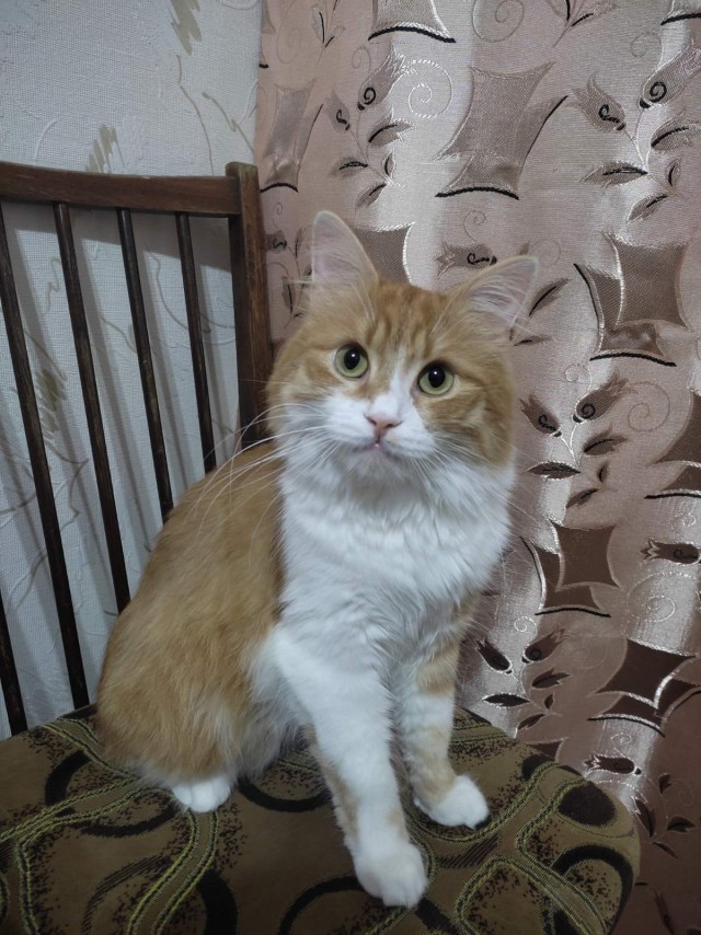 Вторник, сэр кот