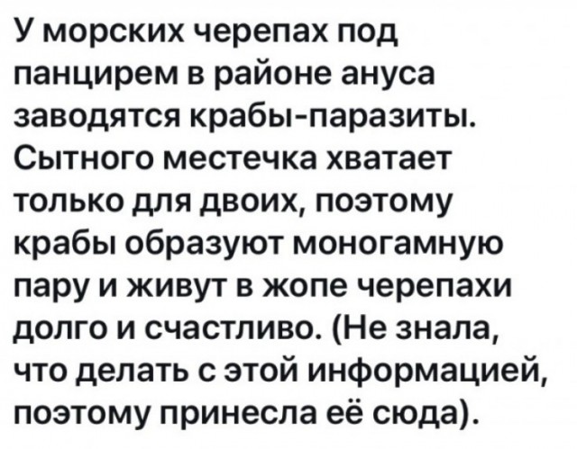 Весёлая проктология для деградантов