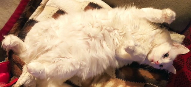 Вторник, ваши коты и кошки в студию