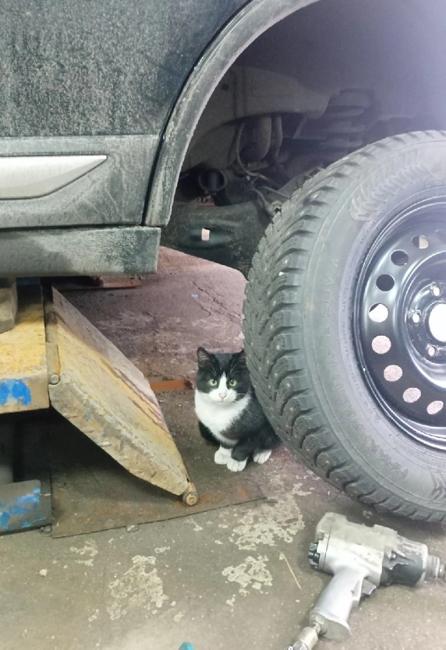 Оказывается, кошки зевают в присутствии нас — хозяев не просто так: 3 интересные причины
