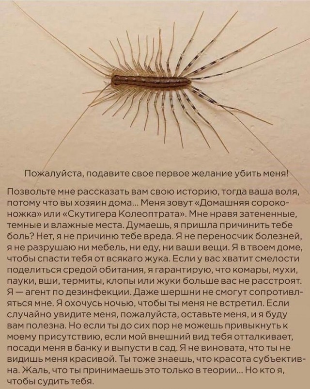 Мухоловка