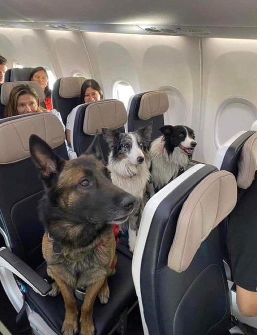 Поисково-спасательные собаки возвращаются домой из зоны землетрясения в Турции⁠⁠